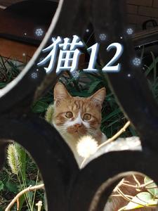 猫12小时不尿正常么